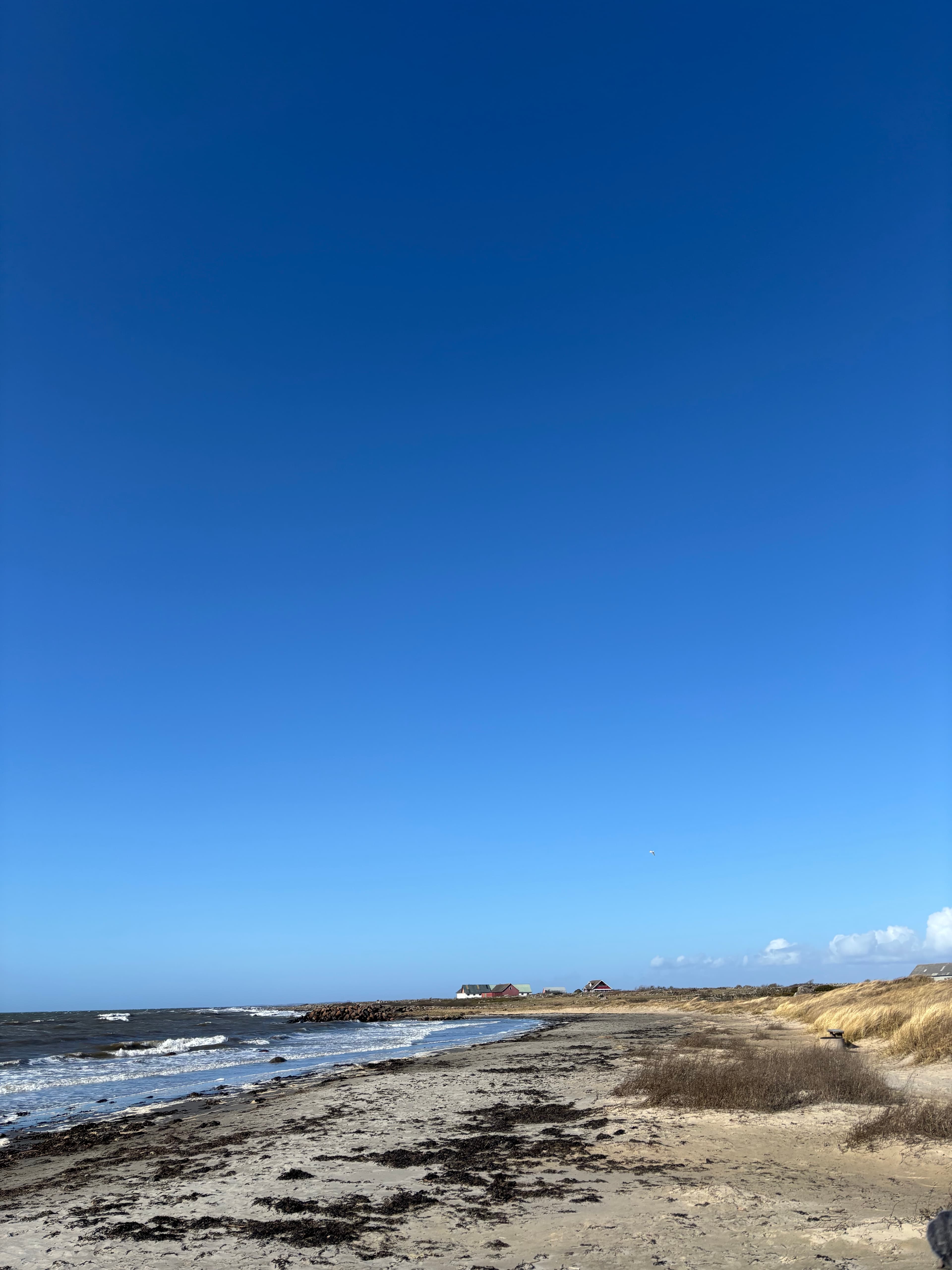 Sandy beach with dunes and grass under a clear blue sky.