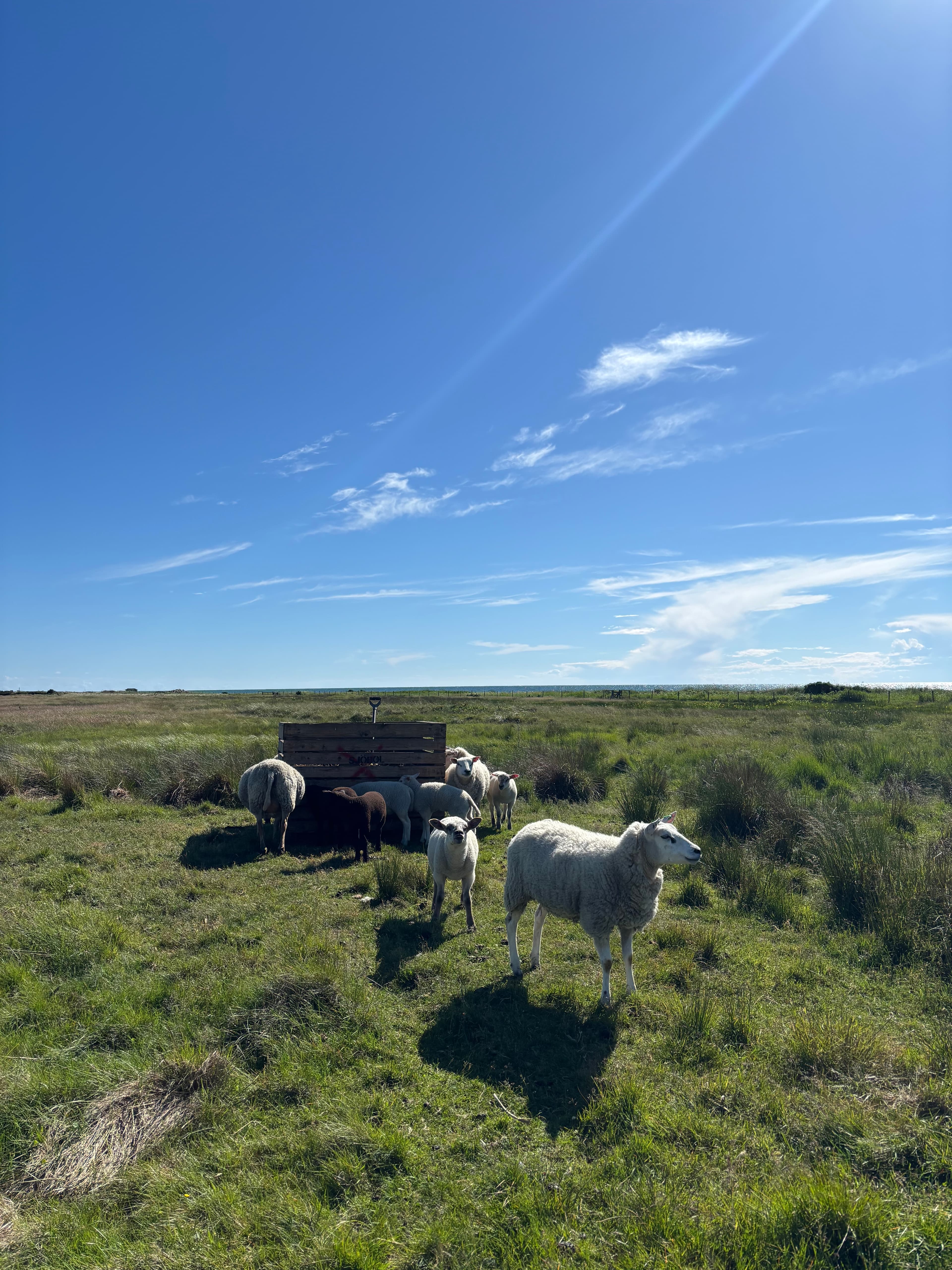Sheep gathered in a sunny green field under a clear blue sky.